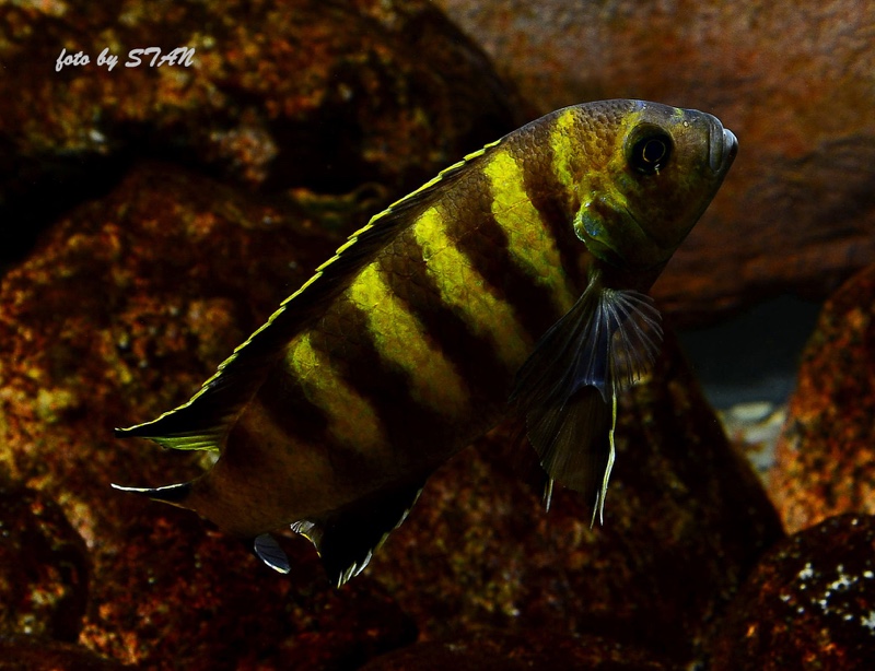 Maylandia melissa 'Chitande Island'